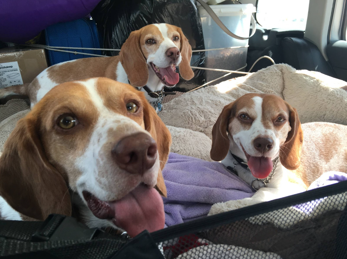 Photograph of all three of Maegan's dogs, in the car on their way to their new home in Portland, Oregon.